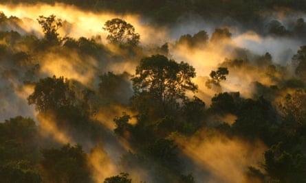 Amazon forest canopy at dawn.