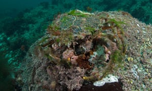 Country diary: coated with algae, the crab looks like an aquatic ...
