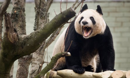 Edinburgh Zoo’s female giant panda, Tian Tian