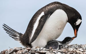 Um pinguim Gentoo com seu filhote na ilha Paraíso, no estreito de Gerlache, que separa o arquipélago Palmer da península Antártica
