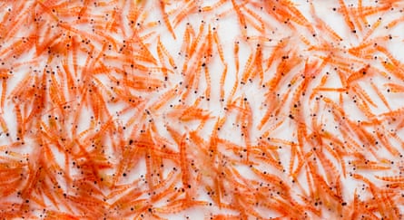 A large number of small shrimp-like crustaceans
