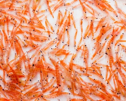 A group of krill laid out on a white surface