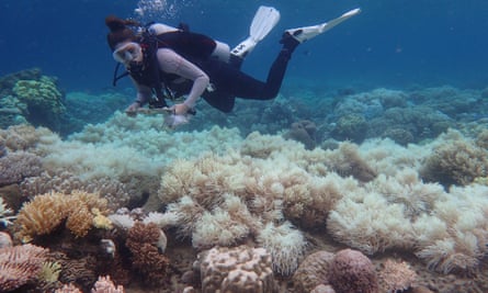 Two-thirds of Great Barrier Reef hit by back-to-back mass coral bleaching