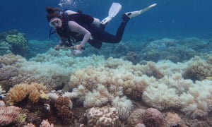 A woman scuba diving over bleached coral on the Great Barrier Reef