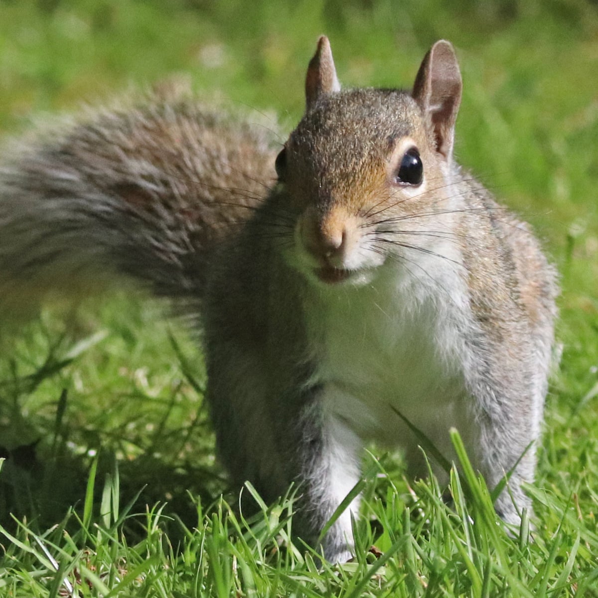 Tim Dowling: the squirrel has contravened social distancing guidelines | Life and style | The Guardian