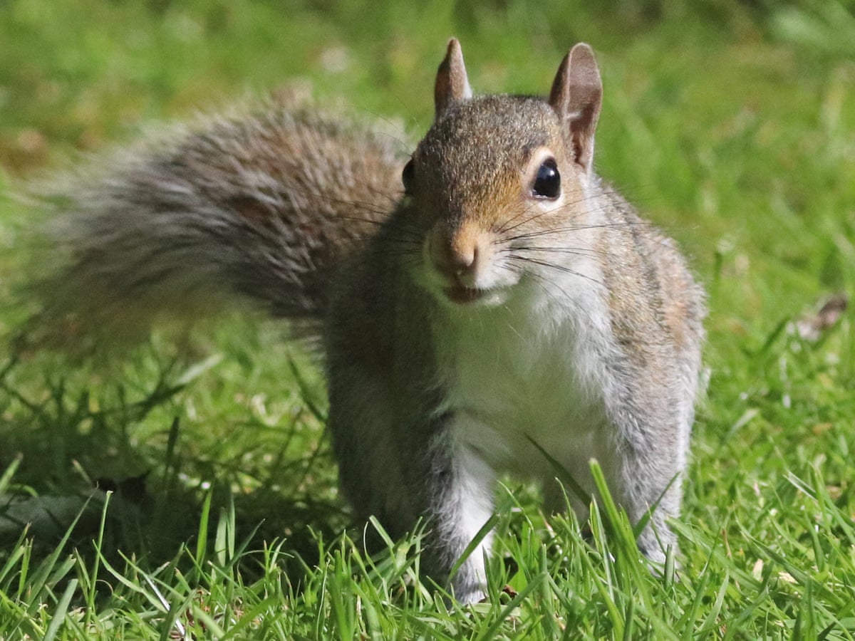 Substantial' increase in grey squirrels in England is concerning, campaigners say | Wildlife | The Guardian