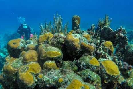 A colony of different kinds of corals with a scuba diver swimming among them