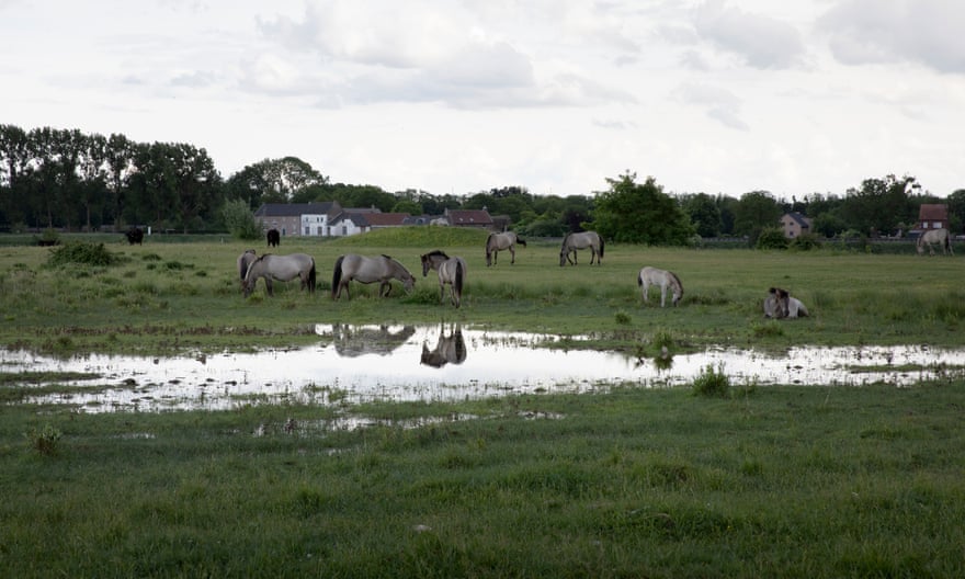 Free-roaming konik horses graze along the bank of the Meuse River.