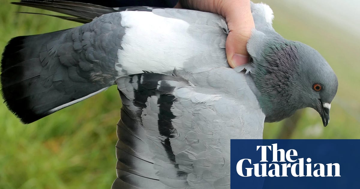 Rare wild ancestors of domestic pigeon found on Scottish islands
