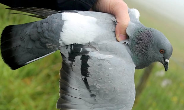 rock dove - also known as the rock pigeon