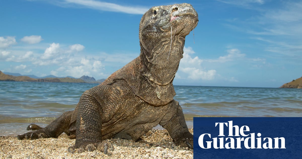 Fee rise to see Komodo dragons triggers strike by Indonesian tourism workers