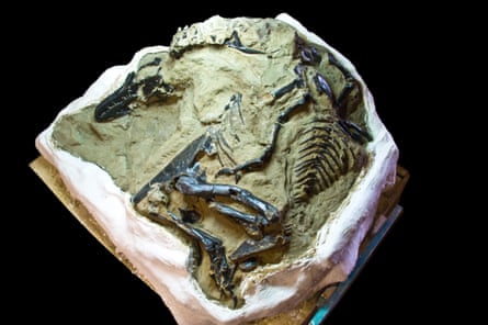 Last November, a court ruled that fossils on Montana state and private land could be considered minerals.