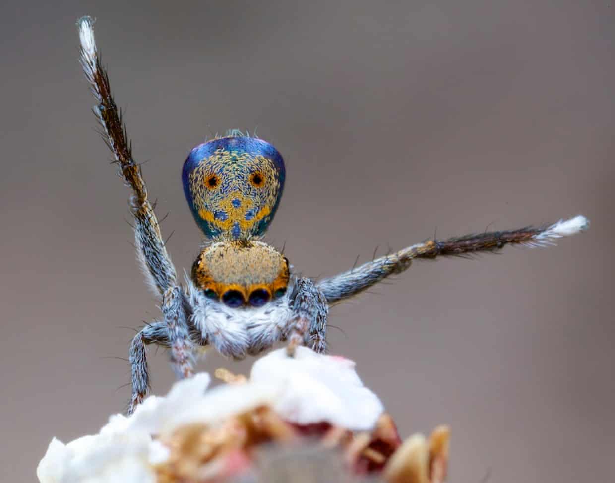 Maratus vultus