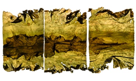 Drie beelde van kelp, wat papieragtig, kreukelrig lyk en in verskillende skakerings van bruin en geelgroen is. 