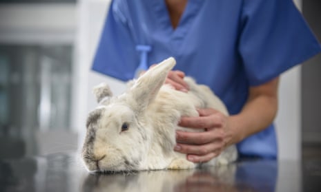 Veterinary nurse holding white rabbit on table