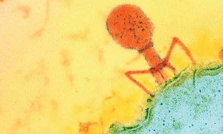 A false-coloured micrograph of phage therapy in action against for alcoholic liver disease.