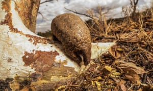 A ground pangolin. Pangolins are one of the world’’s most endangered species, some estimate that over one million of them are killed every year for their scales, meat and blood. 