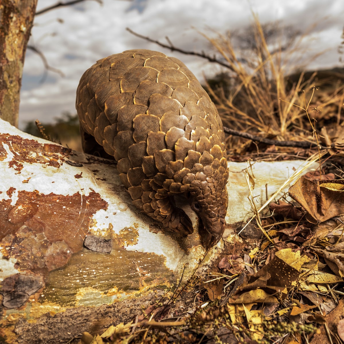 Scale Of Pangolin Slaughter Revealed Millions Hunted In Central Africa Alone Illegal Wildlife Trade The Guardian
