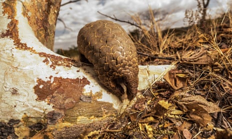 A ground pangolin. Pangolins are one of the world’s most endangered species, some estimate that over one million of them are killed every year for their scales, meat and blood. 