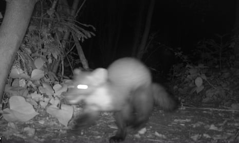 A black and white blurred image of a pine marten