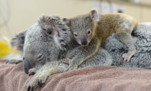 Koalas