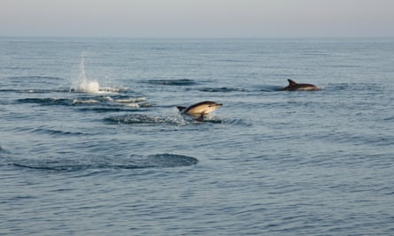 A pod of short-beaked common dolphins in Lyme Bay a few miles out from the harbour of West Bay