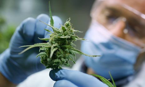 A cannabis flower being cultivated and tested at Helius