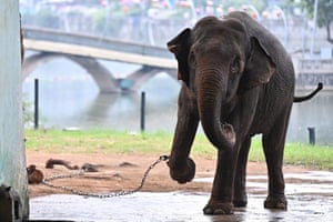 Hanoi, Vietnam A shackled elephant at the Hanoi public zoo. The treatment of two elderly elephants has outraged animal rights advocates across Vietnam