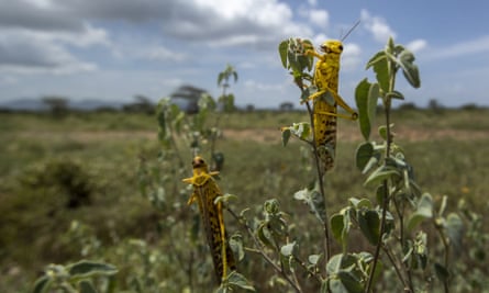 Desert locusts feed on plants in Nasuulu Conservancy, northern Kenya, on 1 February 2020.