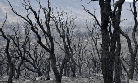 Trees burned in wildfires that have ravaged 100,000 hectares of forests and farmland in northern Algeria.