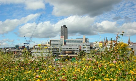 wildflowers and modern university buildigs