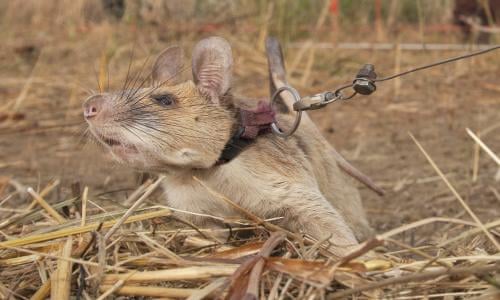 Magawa the mine-sniffing rat ends career in Cambodia on a high | Animals |  The Guardian