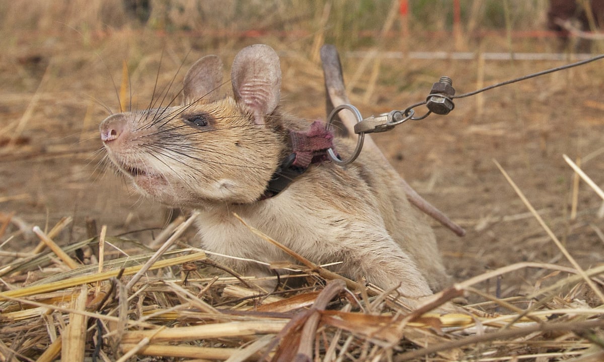 Magawa the landmine detection rat given gold medal for bravery | Animals |  The Guardian