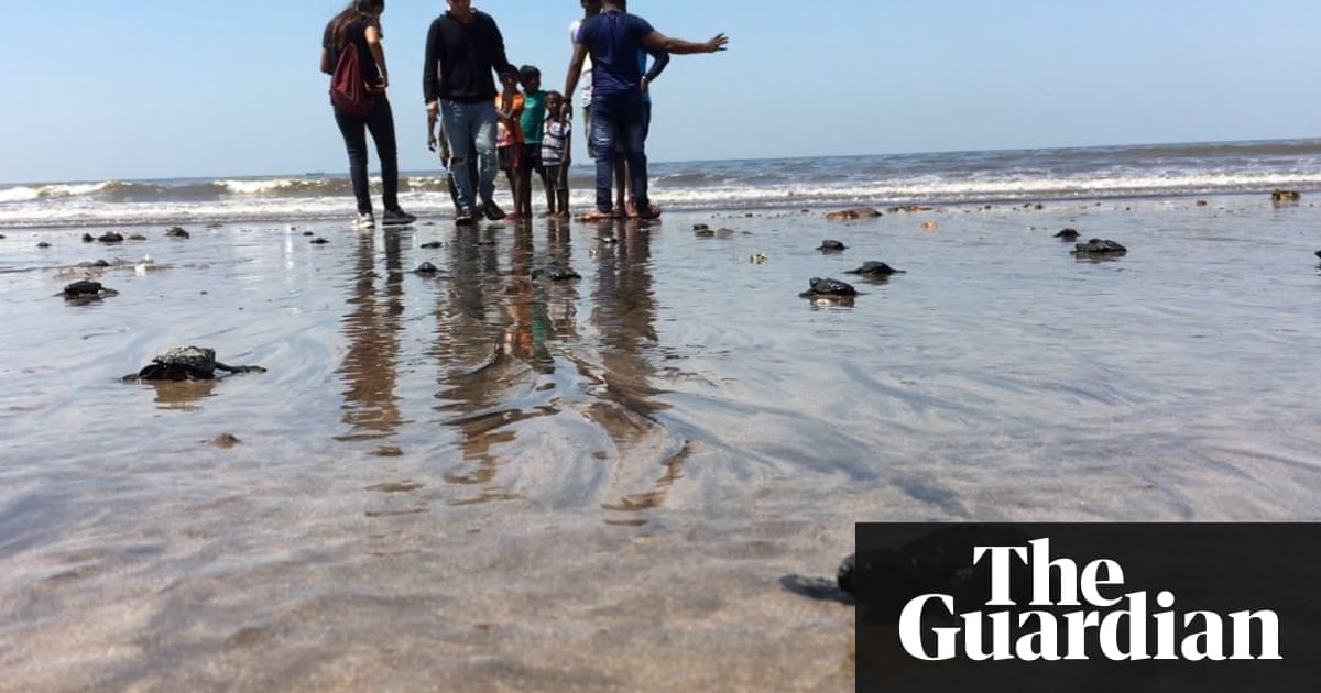 Mumbai beach goes from dump to turtle hatchery in two years