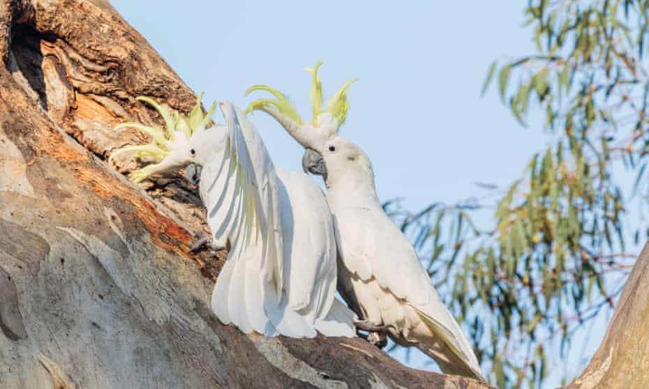 The din can be deafening when sulphur-crested cockatoos enter a dispute with them over a tree hollow.