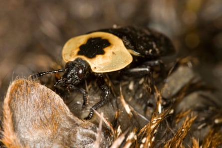 necrophila americana, a carrion beetle, feeding on a dead chipmunk