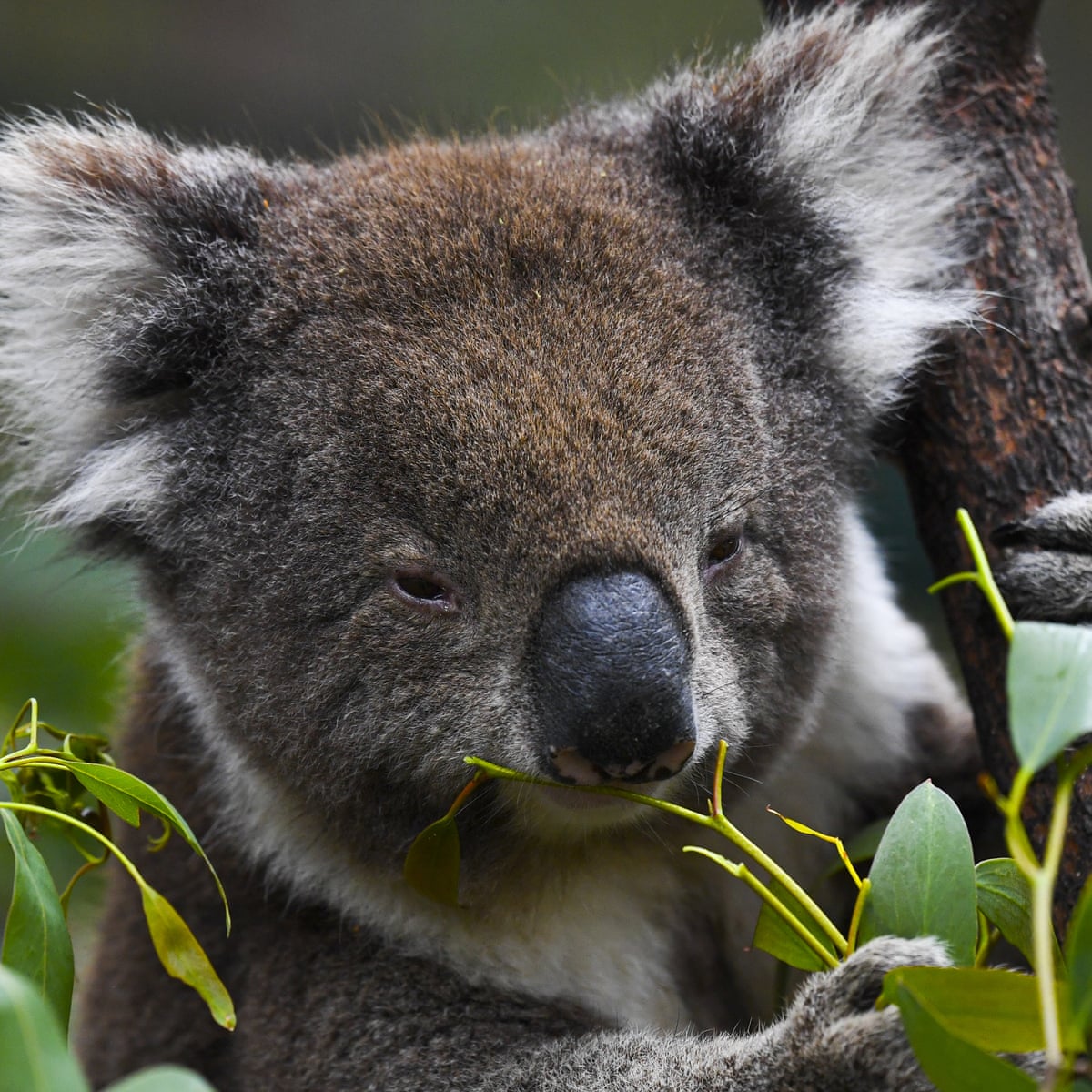 Road to extinction': koalas could soon be listed as endangered in swathes  of eastern Australia | Animals | The Guardian