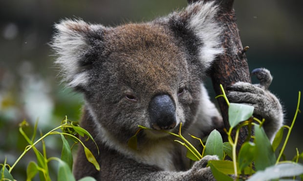 ‘Road to extinction’: koalas could soon be listed as endangered in swathes of eastern Australia ‘Road to extinction’: koalas could soon be listed as endangered in swathes of eastern Australia