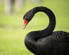 ‘Devastating’: Western Australia fears a black swan moment as bird flu threatens flagship species