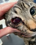 A close-up of a cat’s face showing a damaged eye