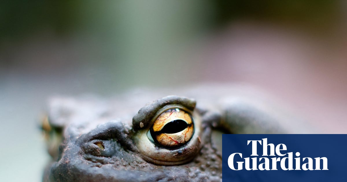 The Ego Trip by Kimon de Greef review – a bizarre tale of psychedelic toads and hair-raising treatments