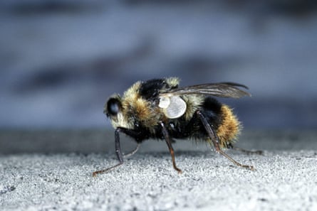 Close up of an warble fly.