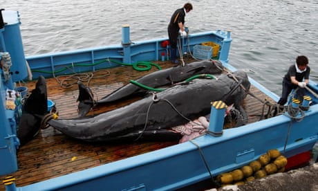 3464 - Japan resumes commercial whaling for the first time in over 30 years