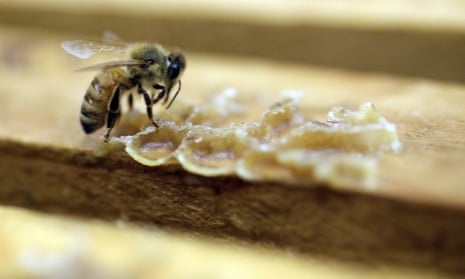 The number of managed honeybee colonies in the US has fallen from 6 million in 1947 to just 2.5m today.