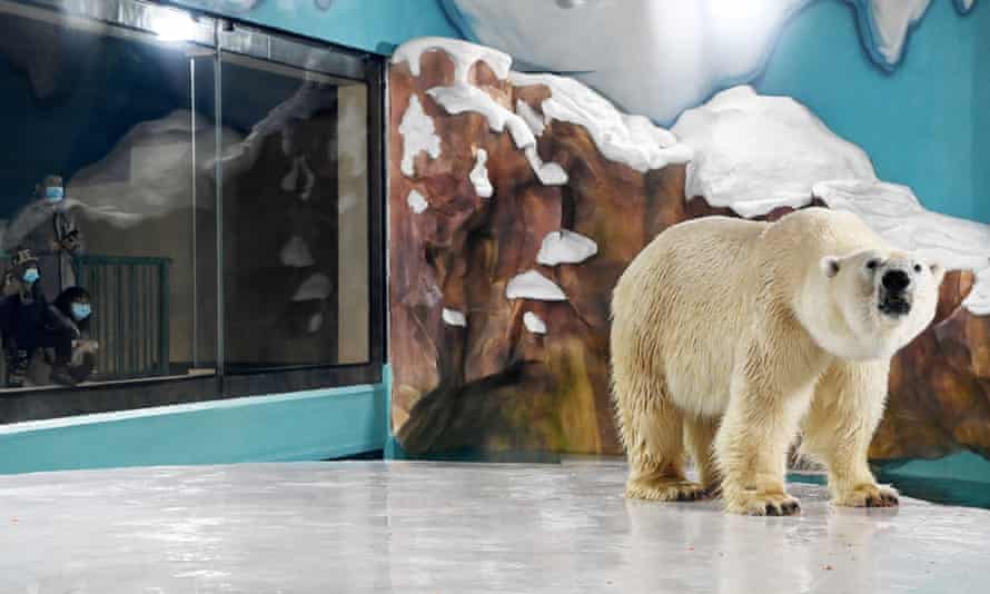 Polar bear near glass viewing window