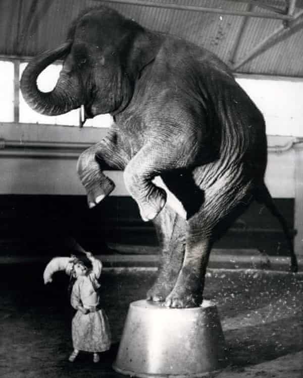 Yvonne Kruse aged two, training with an elephant at Bertram Mills Circus in 1958.