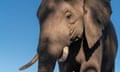 Close up of an African elephant, Botswana.