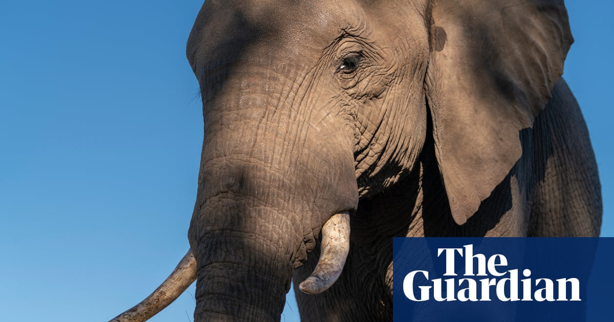 Europeans care more about elephants than people, says Botswana president | Wildlife
