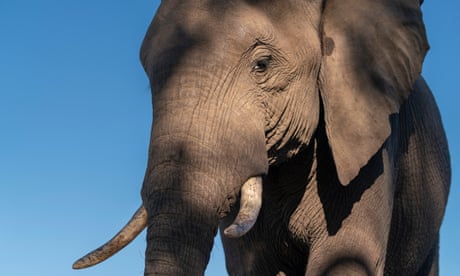 Europeans care more about elephants than people, says Botswana president