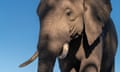 Close up portrait of an African elephant (Loxodonta africana), Mashatu Game Reserve, Botswana. (Photo by: Sergio Pitamitz/VW Pics/Universal Images Group via Getty Images)